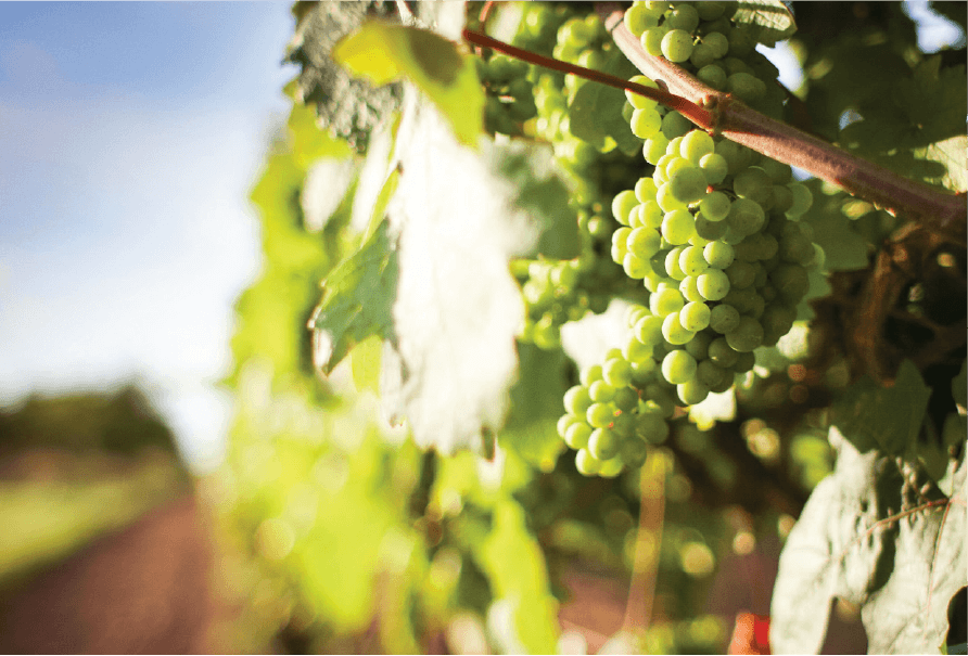 A sunlit bunch of green grapes hangs from a vine in a vineyard.